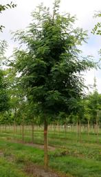 Jonge boom Acacia Robinia / witte bloemen, Tuin en Terras, Planten | Bomen, Ophalen