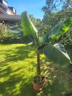 Musa dwarf cavendish, 170 cm hoog! Bananenplant, Ophalen, Halfschaduw, 150 tot 200 cm