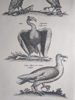 Oude Prent Roofvogels, Verzamelen, Foto's en Prenten, Verzenden, Voor 1940, Gebruikt