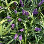 Liriope muscari 'Big Blue' (Leliegras), Ophalen, Vaste plant, Siergrassen, Halfschaduw