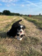 Prachtige australiche herder pups, Dieren en Toebehoren, Honden | Herdershonden en Veedrijvers, België, Particulier, Rabiës (hondsdolheid)