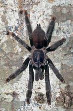 Amazonius burgessi, Dieren en Toebehoren, Spin of Schorpioen