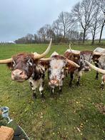 Engelse longhorns prachtige kleur !!!, Mannelijk