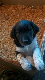 Friese stabij pups, Dieren en Toebehoren, Reu, 8 tot 15 weken, Meerdere, Middel