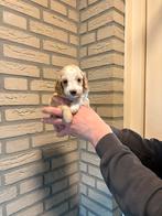 Cockapoo pups, Dieren en Toebehoren, Parvo, Overige rassen, 8 tot 15 weken, Meerdere
