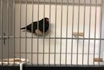 Zebravinken zwart, Dieren en Toebehoren, Vogels | Kanaries, Meerdere dieren, Kleurkanarie