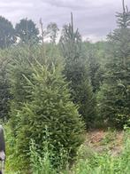 kerstbomen, Ophalen, Overige soorten, Volle zon