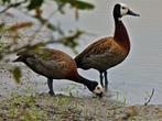 Watervogels/siereenden, Dieren en Toebehoren, Meerdere dieren, Eend