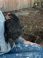Lieve orpington hanen blauw en blauw gezoomd, Mannelijk, Kip