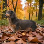 Bleu and Tan Mini Dwerg Teckel Crème Dragende Dekreu Scot, Dieren en Toebehoren, 15 weken tot 1 jaar, Reu, CDV (hondenziekte)