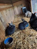 Jonge konijnen,, Dieren en Toebehoren, Konijnen, Meerdere dieren