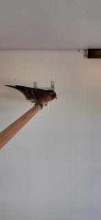 Te koop koppel barmsijzen., Dieren en Toebehoren, Vogels | Overige Vogels, Meerdere dieren, Wildzangvogel, Geringd