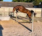 4 jarige spring ruin van Grand Slam VDL, Dieren en Toebehoren, Springpaard, Gechipt, Ruin, Zadelmak