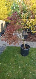 Acer palmatum Deshojo Nishiki tuin bonsai. Japanse Esdoorns., Bloeit niet, Halfschaduw, Overige soorten, 100 tot 250 cm