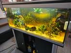 Aqualantis 240 liter aquarium met meubel., Dieren en Toebehoren, Ophalen, Gebruikt, Leeg aquarium