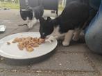 Kittens, Dieren en Toebehoren