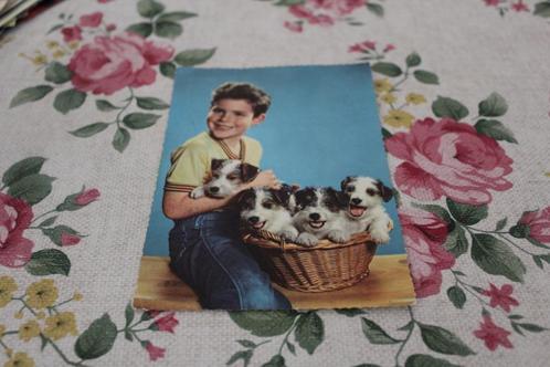 Honden Postkaart - Jonge en vier Foxterrier Pups, Italië, Verzamelen, Ansichtkaarten | Dieren, Gelopen, 1960 tot 1980, Hond of Kat