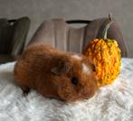 Te koop prachtige us-teddy en borstel cavia, Oktober, Mannelijk, Cavia