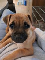 Puppy retro mopshondje, Dieren en Toebehoren, 8 tot 15 weken, Teef, Eén hond, Klein