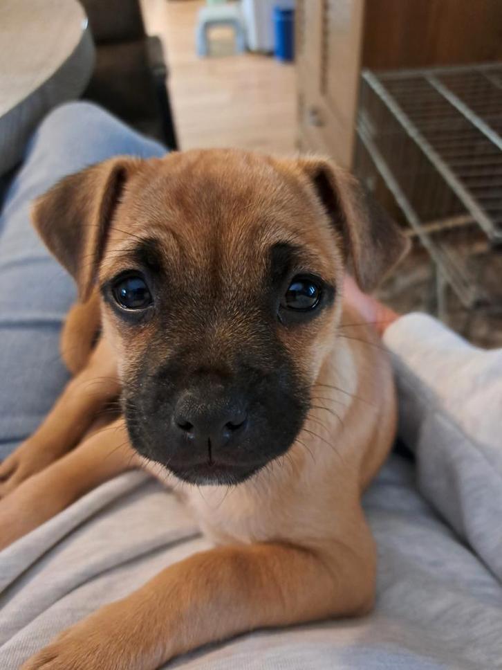 Puppy retro mopshondje, Dieren en Toebehoren, Honden | Niet-rashonden, Klein, Teef, Particulier, Eén hond, Nederland, 8 tot 15 weken