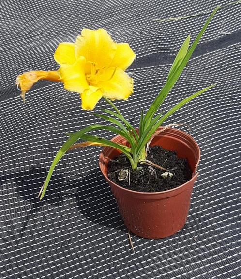 Daglelie, Tuin en Terras, Planten | Tuinplanten, Vaste plant, Volle zon, Zomer, Ophalen of Verzenden