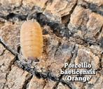 Porcellio beaticensis 'Orange', Dieren en Toebehoren, Insecten en Spinnen, Overige soorten