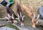 3 toggenburger bokken, Dieren en Toebehoren, Mannelijk, Schaap, 0 tot 2 jaar