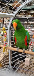 Edel papegaai Man Super tam!, Dieren en Toebehoren, Vogels | Parkieten en Papegaaien, Papegaai, Mannelijk, Pratend