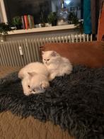 kitten Britse korthaar, Dieren en Toebehoren, Katten en Kittens | Raskatten | Korthaar