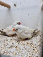 Te koop koppel charcoal masker roodoogen, Dieren en Toebehoren, Meerdere dieren