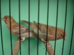 div, zangkanarie,s, Dieren en Toebehoren, Meerdere dieren, Zangkanarie
