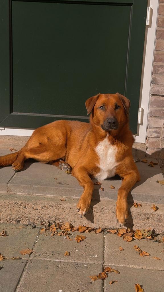 Lieve spaanse hond, Dieren en Toebehoren, Honden | Niet-rashonden, Groot, Teef, Particulier, Eén hond, Nederland, 3 tot 5 jaar