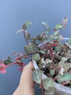 Peperomia Verticillata Red stekje, Ophalen of Verzenden, Halfschaduw, Minder dan 100 cm