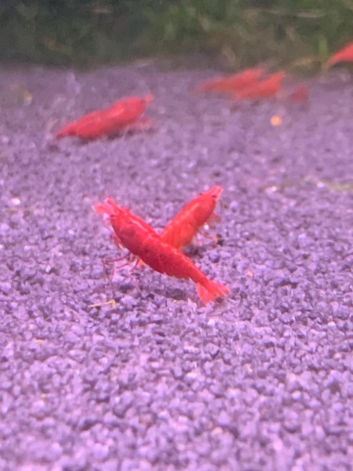 Rode Garnalen op Kraanwater, Dieren en Toebehoren, Vissen | Aquariumvissen, Zoetwatervis, Kreeft, Krab of Garnaal
