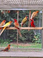 Pennant rosella, Dieren en Toebehoren, Vogels | Parkieten en Papegaaien, Mannelijk, Parkiet, Geringd