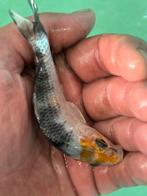Vissen koi karper vis shiro utsuri doitsu hi utsuri vijver, Dieren en Toebehoren, Vissen | Vijvervissen, Karper of Koi