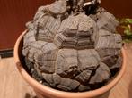 Dioscorea elephantipes XXXL, caudex, turtle back plant, Huis en Inrichting, Kamerplanten, Verzenden, Overige soorten, Minder dan 100 cm