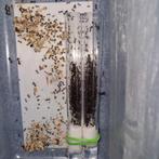 Messor barbarus 1q 200-300w | oosgstmier ants mierenkolonie, Dieren en Toebehoren, Mieren
