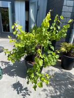 Schitterende zeer oude grillige druif in luxe pot!!, Ophalen, Lente, Overige soorten, Volle zon