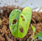 Monstera adansonii albo gegroeid uit een wetstick #1, Huis en Inrichting, Kamerplanten, Ophalen of Verzenden, Overige soorten