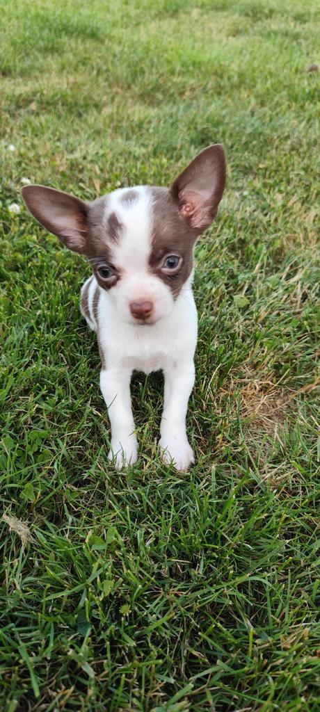Leuke chihuahua pup in huishoudelijke kring groot gebracht, Dieren en Toebehoren, Honden | Chihuahua's en Gezelschapshonden, Meerdere dieren