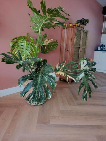 Monstera thai constellation xxxxl beschikbaar voor biedingen