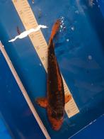 Zwart oranje koi 55cm, Karper of Koi