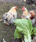 Cochin haantjes, Dieren en Toebehoren, Pluimvee, Mannelijk, Kip