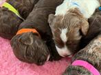 8 Australian Labradoodle pups geboren, Dieren en Toebehoren, Honden | Retrievers, Spaniëls en Waterhonden, Nederland, Rabiës (hondsdolheid)