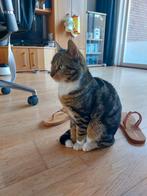 Herplaatsing Kater (3 jaar) Gecastreerd + gechipt, Dieren en Toebehoren, Kater