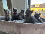 Britse korthaar kittens, Dieren en Toebehoren, Katten en Kittens | Raskatten | Korthaar, Ontwormd