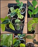 Kamerplanten mini's pakket, Huis en Inrichting, Kamerplanten, Ophalen, Overige soorten, Minder dan 100 cm