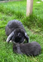 Gratis konijn, Dieren en Toebehoren, Konijnen, Vrouwelijk, Klein, 3 tot 5 jaar