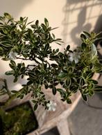 Serissa Variegata Bonsai, Ophalen of Verzenden, Bloeit niet, Overige soorten, Minder dan 100 cm